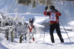 Lenk 2013